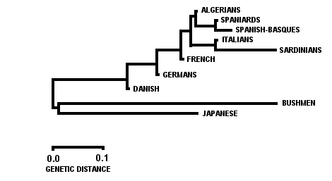 Dendrogram showing close relatedness of Algerians to Spaniards and Basques.